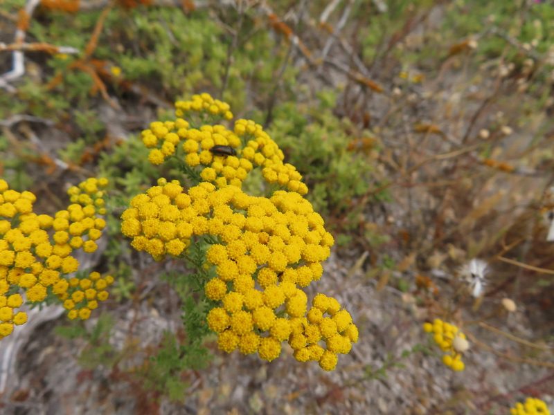 Oncosiphon suffruticosus, photographed by linkie