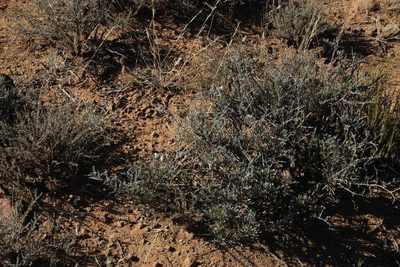 Pogonospermum incanum, photographed by Tony Rebelo