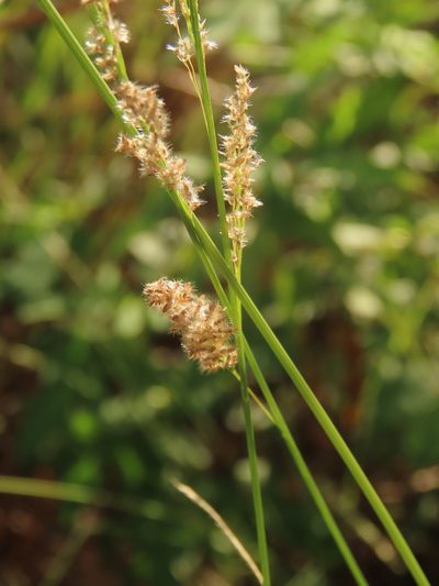 Eragrostis ciliaris, photographed by chiuluan
