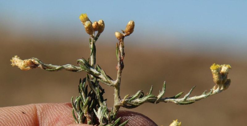 Helichrysum asperum, photographed by Tony Rebelo
