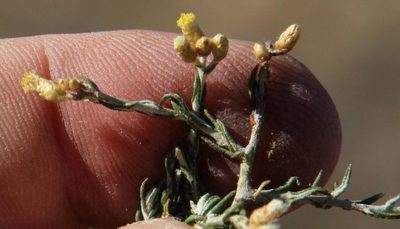 Helichrysum asperum, photographed by Tony Rebelo