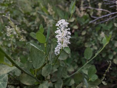 Ceanothus integerrimus, photographed by Zac Peterson