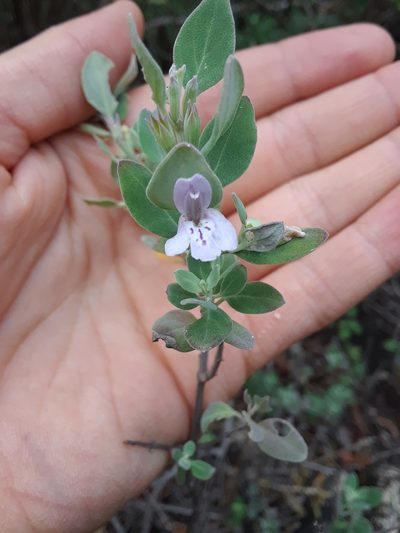 Poliomintha marifolia, photographed by Alejandro Gómez Maya