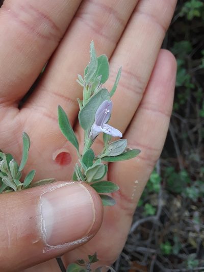 Poliomintha marifolia, photographed by Alejandro Gómez Maya