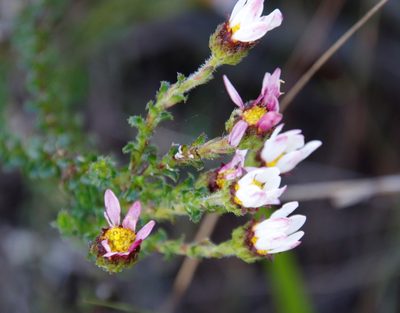 Polyarrhena reflexa, photographed by Tony Rebelo
