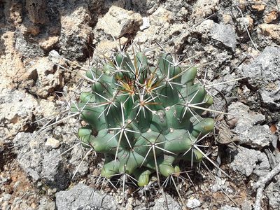 Coryphantha georgii, photographed by Alejandro Gómez Maya