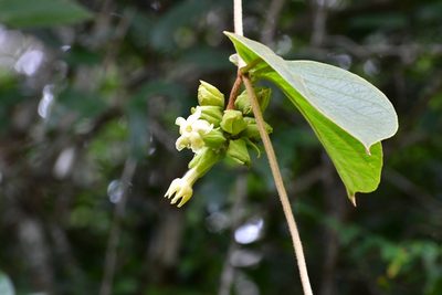 Prestonia mexicana, photographed by Neptalí Ramírez Marcial
