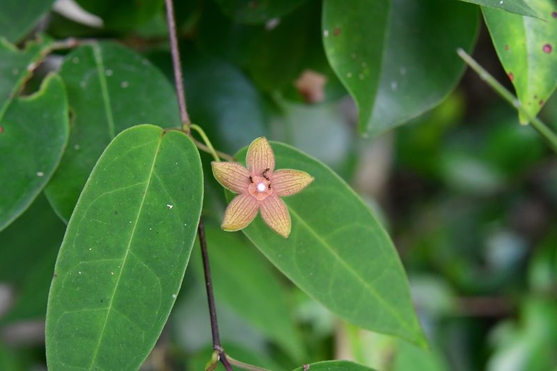 Ruehssia sumiderensis, photographed by Neptalí Ramírez Marcial