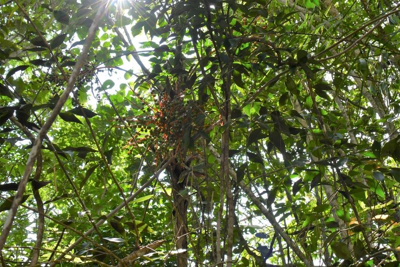 Chamaedorea glaucifolia, photographed by Neptalí Ramírez Marcial