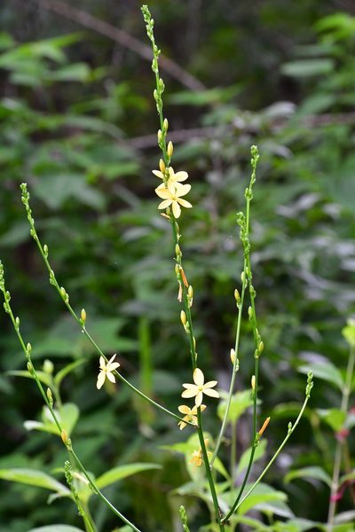 Echeandia breedlovei, photographed by Neptalí Ramírez Marcial