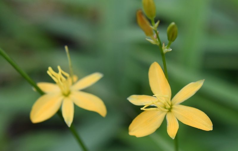 Echeandia breedlovei, photographed by Neptalí Ramírez Marcial