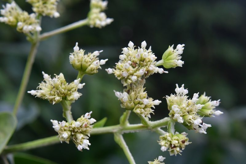 Desmanthodium perfoliatum, photographed by Neptalí Ramírez Marcial