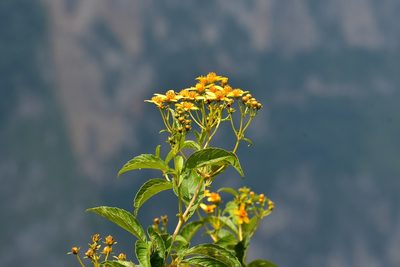 Electranthera mutica, photographed by Neptalí Ramírez Marcial