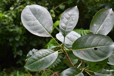 Bourreria huanita, photographed by Neptalí Ramírez Marcial