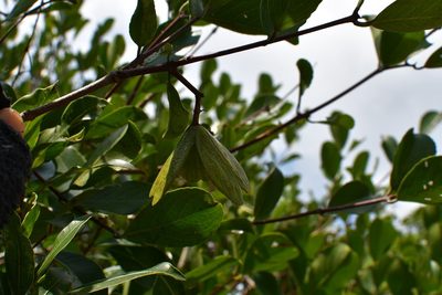 Semialarium mexicanum, photographed by Neptalí Ramírez Marcial