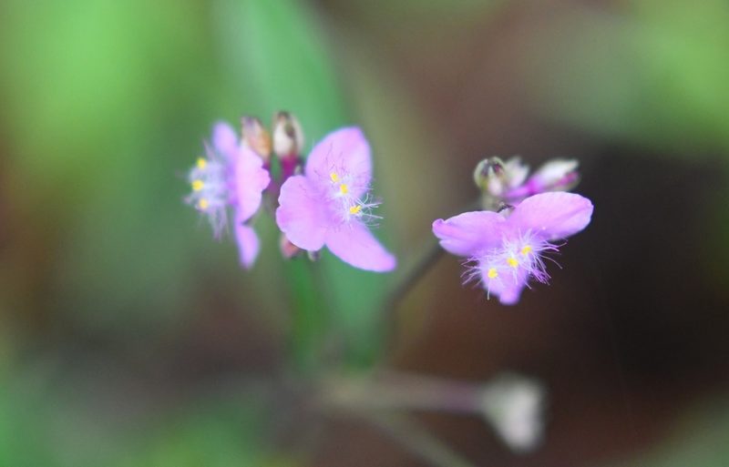 Tripogandra amplexicaulis, photographed by Neptalí Ramírez Marcial