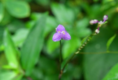 Tripogandra amplexicaulis, photographed by Neptalí Ramírez Marcial