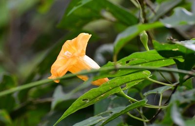 Ipomoea aurantiaca, photographed by Neptalí Ramírez Marcial