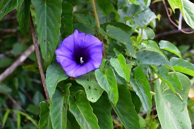 Ipomoea lindenii, photographed by Neptalí Ramírez Marcial
