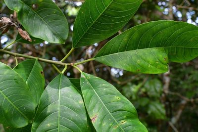 Sapium macrocarpum, photographed by Neptalí Ramírez Marcial