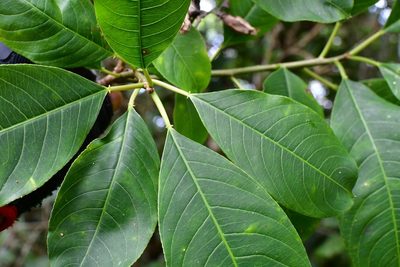 Sapium macrocarpum, photographed by Neptalí Ramírez Marcial