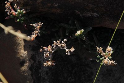 Delosperma ornatulum, photographed by Tony Rebelo