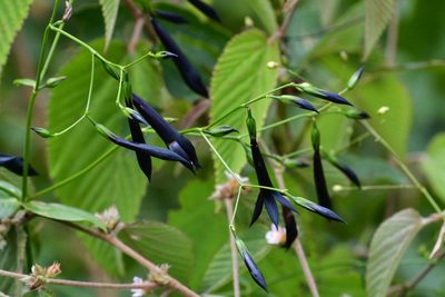 Lisianthius nigrescens, photographed by Neptalí Ramírez Marcial