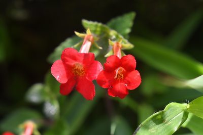 Achimenes erecta, photographed by Neptalí Ramírez Marcial
