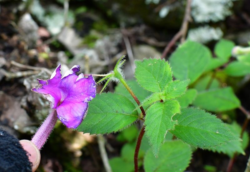 Achimenes skinneri, photographed by Neptalí Ramírez Marcial