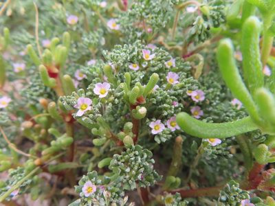 Frankenia pulverulenta, photographed by linkie