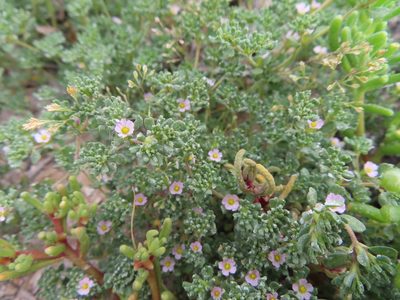 Frankenia pulverulenta