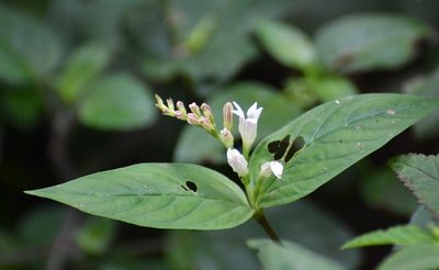 Spigelia humboldtiana, photographed by Neptalí Ramírez Marcial