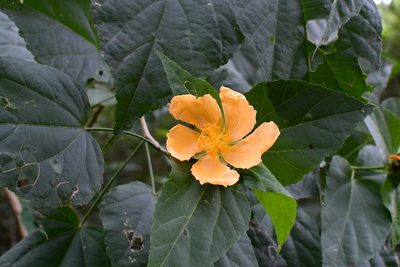 Dendrosida sharpiana, photographed by Neptalí Ramírez Marcial