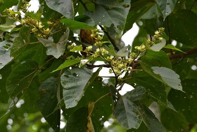 Heliocarpus terebinthinaceus, photographed by Neptalí Ramírez Marcial