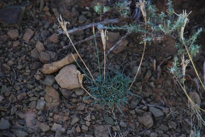 Dianthus micropetalus, photographed by Tony Rebelo