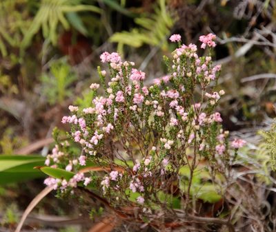 Erica brevifolia, photographed by Tony Rebelo