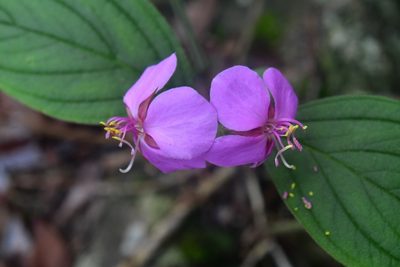 Heterocentron muricatum, photographed by Neptalí Ramírez Marcial