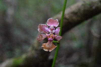 Trichocentrum andreanum, photographed by Neptalí Ramírez Marcial