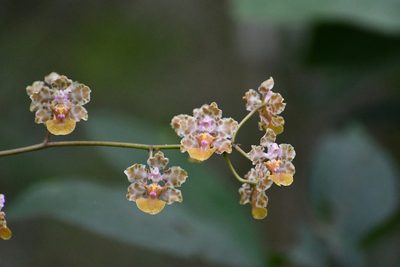 Trichocentrum andreanum, photographed by Neptalí Ramírez Marcial
