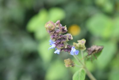 Salvia mocinoi, photographed by Neptalí Ramírez Marcial