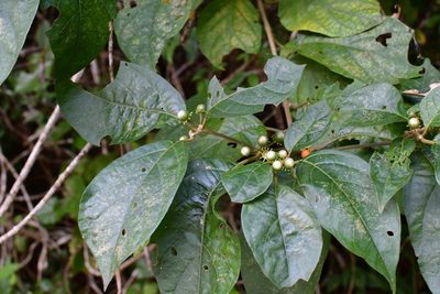 Lycianthes scandens, photographed by Neptalí Ramírez Marcial
