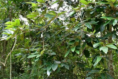 Styrax argenteus, photographed by Neptalí Ramírez Marcial