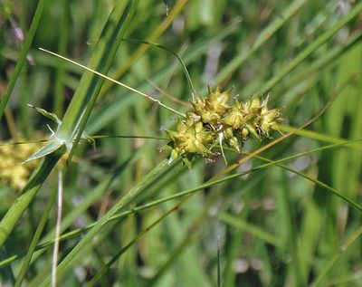 Carex bonariensis, photographed by Hugo Hulsberg