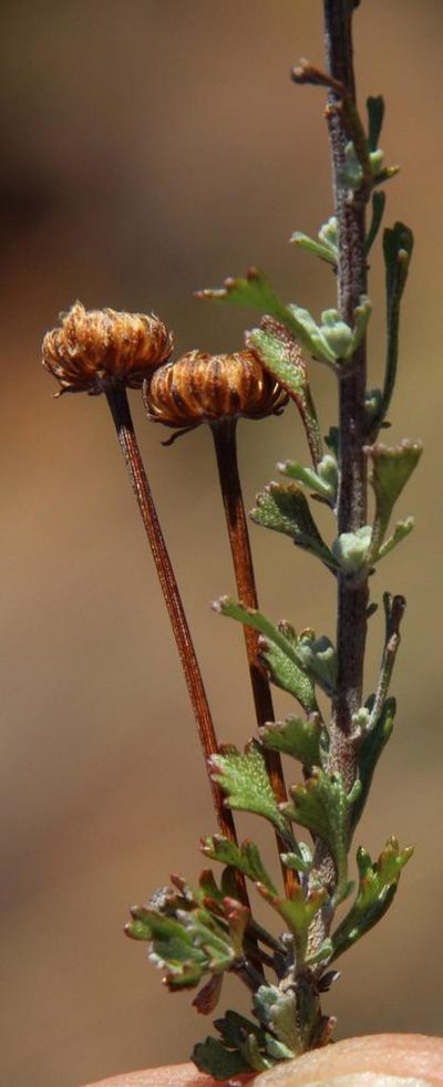 Pentzia quinquefida, photographed by Tony Rebelo