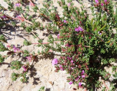 Frankenia repens, photographed by linkie