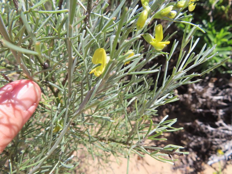 Calobota angustifolia, photographed by linkie