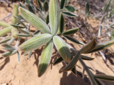 Argyrolobium velutinum, photographed by linkie