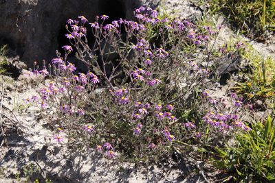 Senecio arenarius, photographed by Tony Rebelo