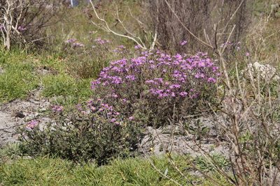 Senecio arenarius, photographed by Tony Rebelo