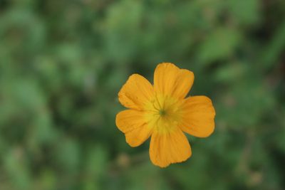 Kallstroemia peninsularis, photographed by Daniela Gámez